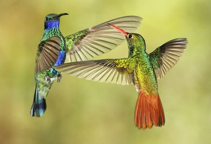 Colibri - un miracol minor (animale sălbatice) Colibri - mic miracol
