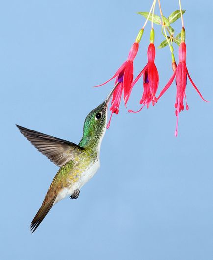 Colibri - un miracol minor (colibri) Colibri - mic miracol