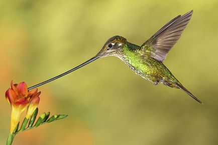Colibri - un miracol minor (Fapte interesante) Colibri - mic miracol