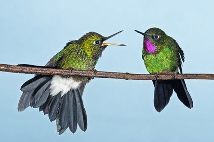Colibri - un miracol minor (squeezes nectar gât) Colibri - mic miracol