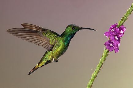 Colibri - un mic miracol (păsări) Colibri - mic miracol