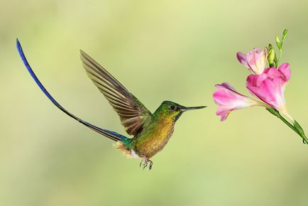 Colibri - un miracol minor (cap strange nectar gât) Colibri - mic miracol