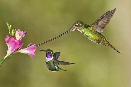 Colibri - un miracol minor (cap strange nectar gât) Colibri - mic miracol
