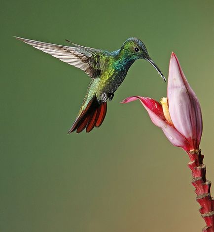 Colibri - un miracol minor (cap strange nectar gât) Colibri - mic miracol