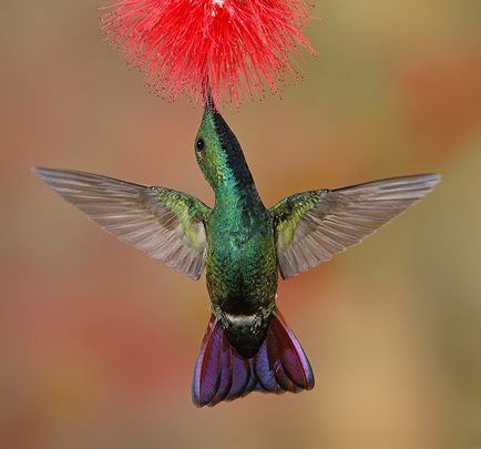 Colibri - un miracol minor (squeezes nectar gât) Colibri - mic miracol
