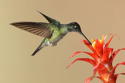 Colibri - un mic miracol (păsări) Colibri - mic miracol