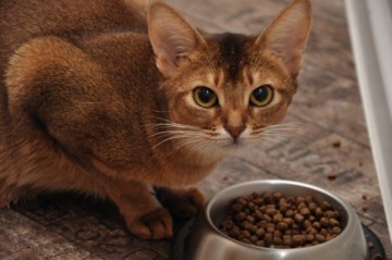 Hrănirea pisici dieta naturale - sfaturi și rețete - nutriție adecvată a pisicii și pisica