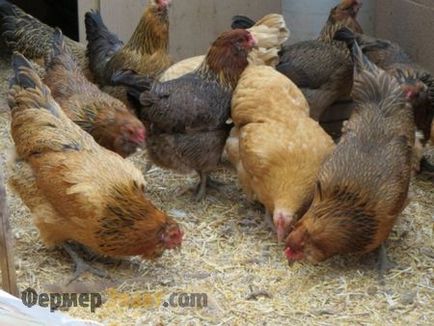 Hrănirea găinilor ouătoare la domiciliu, precum și modul în care să se hrănească