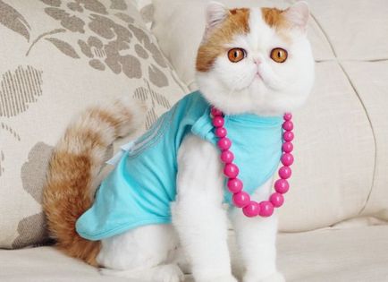 Cat Snoopy (24 fotografii) rasa chineză, preturi, video - murkote despre pisici și pisici