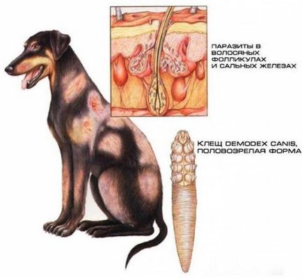 boli cutanate la câini și principalele tipuri de smptomy