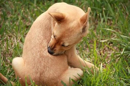 boli cutanate la câini și principalele tipuri de smptomy