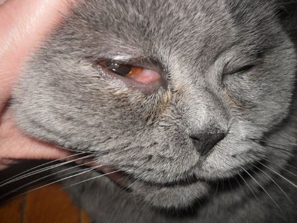 pisici cu ochi roșii - simptome, tratament, medicamente, cauze de cei mai buni prieteni