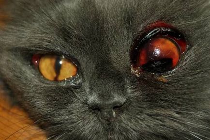 pisici cu ochi roșii - simptome, tratament, medicamente, cauze de cei mai buni prieteni