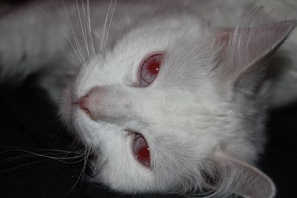 Ochii roșii cauzează pisici care fac tratament,