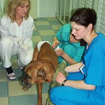Sangerarea la câini, clinica veterinara Cybele