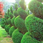 Arbuști pentru grădină (35 fotografii) ornamentale, perene, gradina, nepretențios, plantarea lor