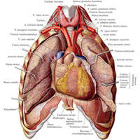 trunchiul pulmonar 1