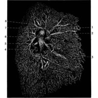 trunchiul pulmonar 1