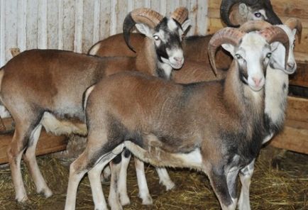 Cele mai bune rase de carne de ovine revizuire completă și analiză, fotografii (producția de produse din carne) Cele mai bune rase de carne de ovine revizuire completă și analiză, fotografii