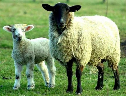 Cele mai bune rase de carne de ovine revizuire completă și analiză, fotografii (producția de produse din carne) Cele mai bune rase de carne de ovine revizuire completă și analiză, fotografii