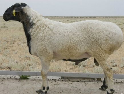 Cele mai bune rase de carne de ovine revizuire completă și de analiză, fotografii (rase de ovine de carne) Cele mai bune rase de carne de ovine revizuire completă și analiză, fotografii