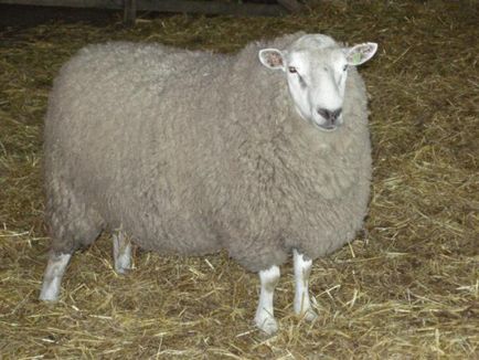 Cele mai bune rase de carne de ovine revizuire completă și analiză, fotografii (producția de produse din carne) Cele mai bune rase de carne de ovine revizuire completă și analiză, fotografii