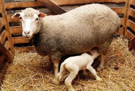 Cele mai bune rase de carne de ovine revizuire completă și de analiză, fotografii (ovine) Cele mai bune rase de carne de ovine revizuire completă și analiză, fotografii
