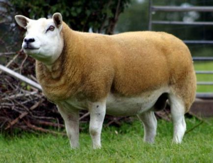 Cele mai bune rase de carne de ovine revizuire completă și de analiză, fotografii (carne) Cele mai bune rase de carne de ovine revizuire completă și analiză, fotografii