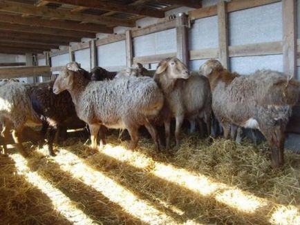 Cele mai bune rase de carne de ovine revizuire completă și de analiză, fotografii (rase de ovine de carne) Cele mai bune rase de carne de ovine revizuire completă și analiză, fotografii
