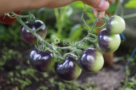 Prelucrarea tomatelor de la manei mijloace organice cu fotografii