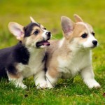 Privire de ansamblu de câine rasa Welsh Corgi de conținut, produse alimentare și fotografii favorite