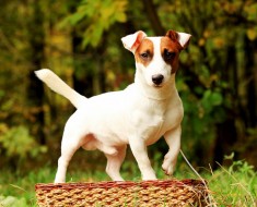Privire de ansamblu de câine rasa Welsh Corgi de conținut, produse alimentare și fotografii favorite