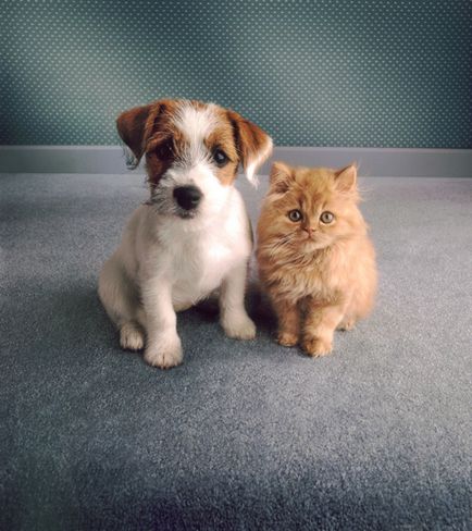 Despre pisici și câini de prietenie (30 poze)