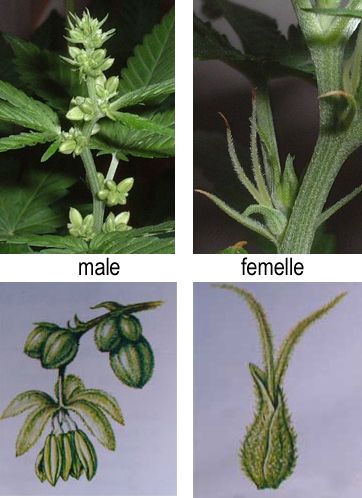 Determinarea sexului de cânepă - totul despre cultivarea de canabis - articole - totul despre cultivarea de cânepă