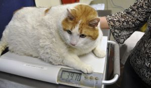 Obezitatea la câini și pisici de tratament, dieta pentru obezitate, dieta pentru obezitate, gradul de obezitate, de ce