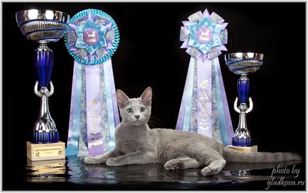 Canisa romaneasca pisici albastre Razdolie ofera pisicuțe de la părinți cu titlul, este în