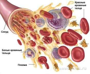 plasma sanguină