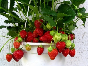 primăvară căpșuni fertilizand dreptul de îngrijire și secretele unei recolte bune