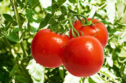 Tomatele sunt beneficiile si dauneaza de fructe roșii suculente