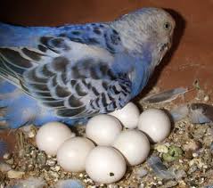 Parrot mănâncă ouăle lor, animalele mele de companie