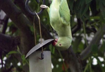 Comportamentul obiceiurilor budgerigars de sex masculin, femelele în timpul năpârlire