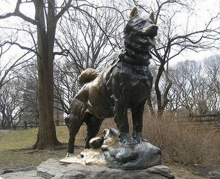 Adevărata poveste a câine Balto (6 poze) - iubitorii de site-ul de animale (poveste) Adevărata poveste a câine Balto (6 poze) - iubitorii de site-ul de animale