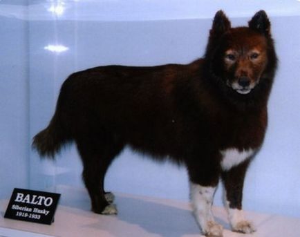 Adevărata poveste a câine Balto (6 poze) - iubitorii de site-ul de animale (câine) Adevărata poveste a câine Balto (6 poze) - iubitorii de site-ul de animale