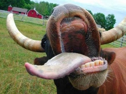 Imagini haioase despre vaci (35 poze) - poze haioase si umor (vaci Funny imagine) Imagini haioase despre vaci (35 poze) - poze haioase si umor