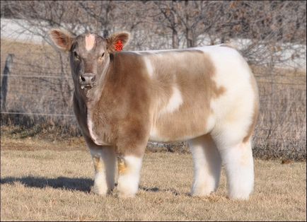 Imagini haioase despre vaci (35 poze) - poze haioase si umor (imagini amuzante de vaca) Imagini haioase despre vaci (35 poze) - poze haioase si umor