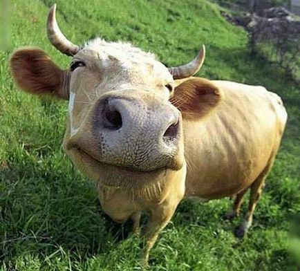 Imagini haioase despre vaci (35 poze) - poze haioase si umor (imagini amuzante de vaca) Imagini haioase despre vaci (35 poze) - poze haioase si umor