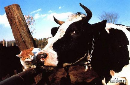 Imagini haioase despre vaci (35 poze) - poze haioase si umor (imagini) Imagini haioase despre vaci (35 poze) - poze haioase si umor