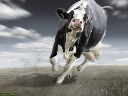 Imagini haioase despre vaci (35 poze) - poze haioase si umor (amuzant) Imagini haioase despre vaci (35 poze) - poze haioase si umor