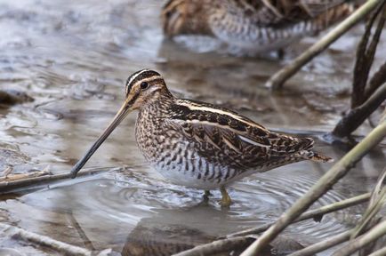 Bird Snipe - noapte Snipe