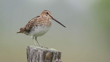 Bird Snipe - noapte Snipe